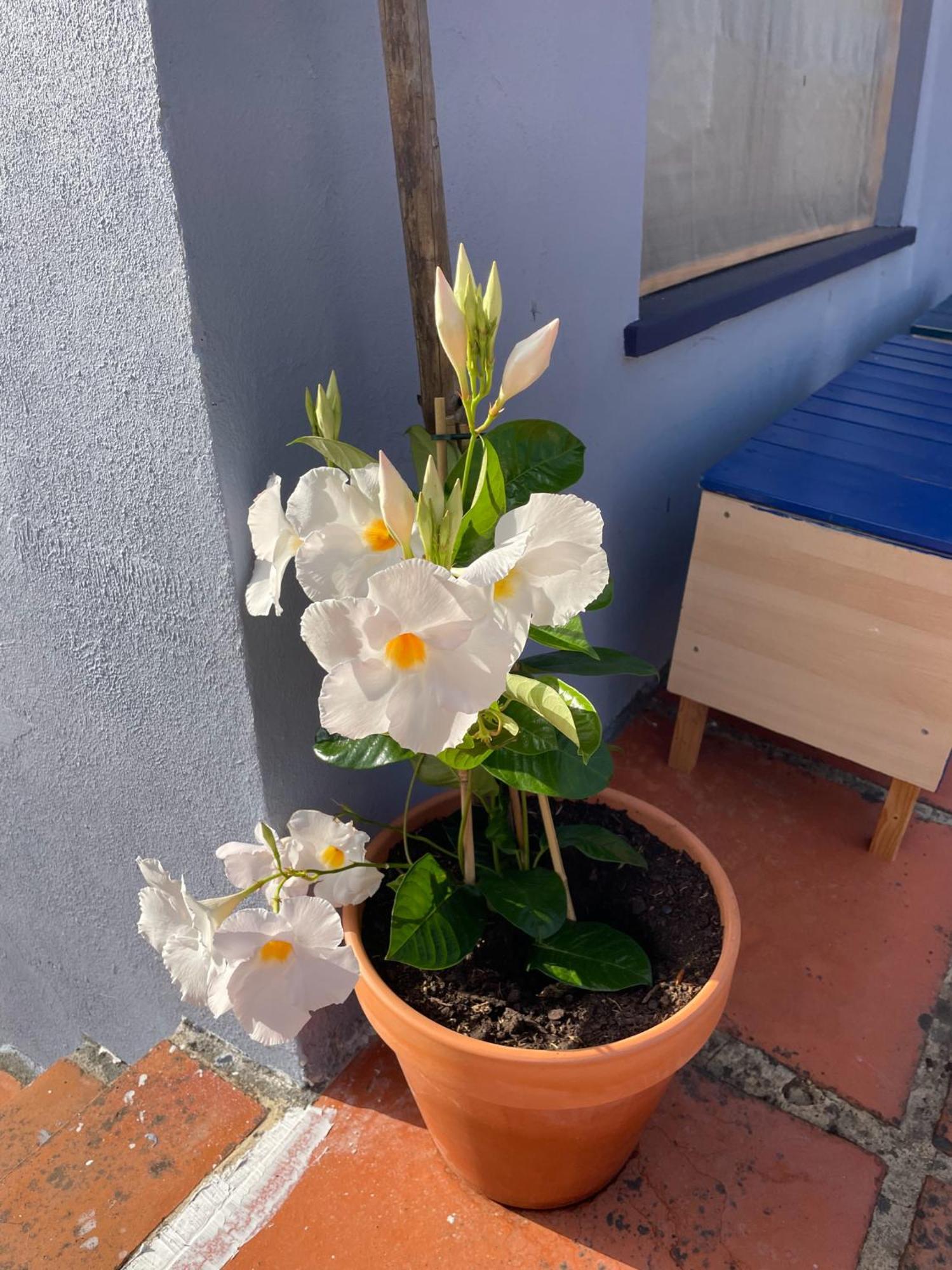 Quinta Do Eco Appartement Vila de Rei Buitenkant foto